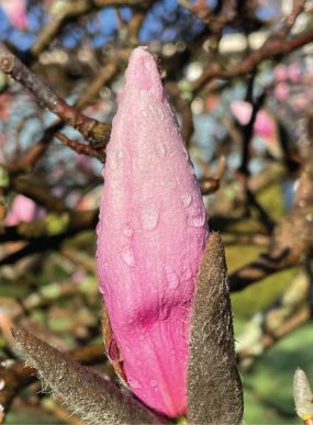 Tulip tree bud Turn to the Sun 285x387
